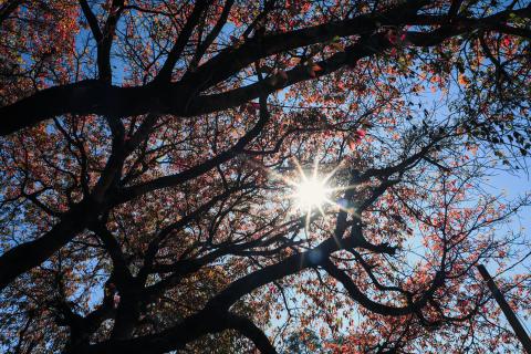 Palash tree